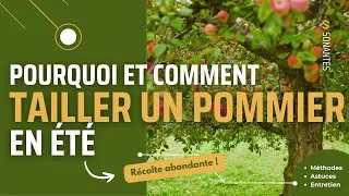 Miniature : Comment tailler un pommier en été | Techniques faciles pour une récolte généreuse