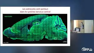 Miniature : Cellules gliales et maladies neurodégénératives : rôles et potentiel thérapeutique - Carole Escartin