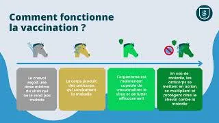 Miniature : Qu'est-ce que la rhinopneumonie équine et comment s'en protéger ?