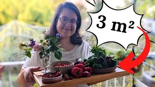 Miniature : 5 astuces pour un potager de balcon productif