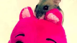 Miniature : Hamster Driver