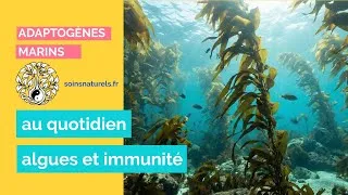Miniature : Les algues qui BOOSTENT votre immunité 💪
