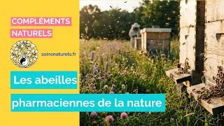 Miniature : Les abeilles, pharmaciennes de la nature 🌿