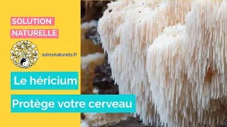 Miniature : Protégez votre cerveau avec le champignon héricium 🧠