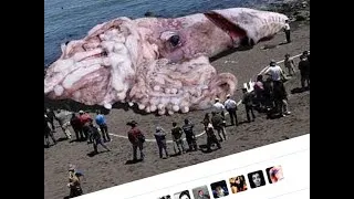 Miniature : Le Poisson Qui Tue Des Baleines, Attaque Des Navires, Pond Des Millions D'Œufs Et Grandit Sans Fin !
