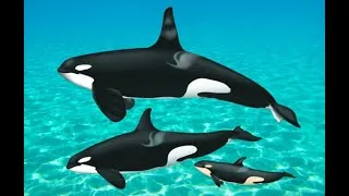 Miniature : Il Faut Voir Ça ! Voici Ce Que Font Les Orques Quand Elles Se Droguent Sous L'Eau !