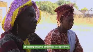 Miniature : Valoriser les céréales locales agroécologiques au Sénégal
