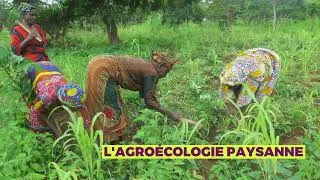 Miniature : Agroécologie paysanne en Afrique de l'Ouest : le rôle de UFROAT