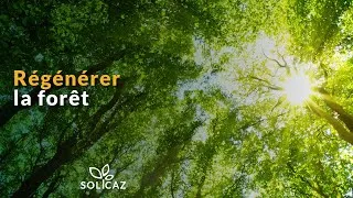 Miniature : Régénérer la forêt