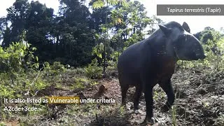 Miniature : Biodiversity program (animals captured by our camera traps in former mining area of the rainforest)