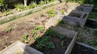 Miniature : 👉Verger & Potager Urbain