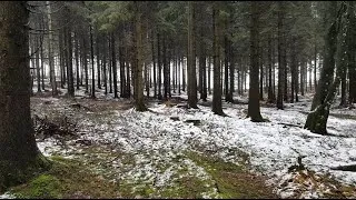 Miniature : 👉Balade en Forêt - Régénération de corps et d'esprit