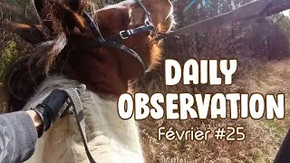 Miniature : CE BRUIT l'a effrayé… Mon cheval s'emballe 🚨🐎 - Daily observation équestre - Février 25