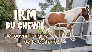 Miniature : L'IRM de mon cheval - Un triste résultat 😢