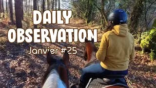 Miniature : NEW - Daily observation équestre - Janvier 25 - Il ne se passe RIEN !