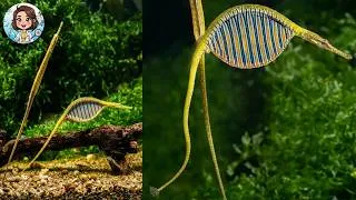Miniature : Le secret terrifiant des hippocampes mâles : ils mangeraient leurs propres petits !