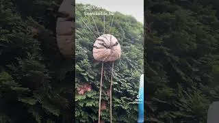 Miniature : Frelons Asiatiques dans une garniture de jardin