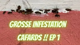 Miniature : Comment les cafards peuvent vous envahir ? Attention vidéo choc !