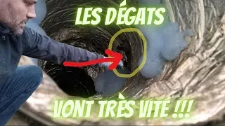Miniature : Comment éviter les dégâts des rongeurs ?