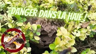 Miniature : Frelon asiatique dans un buisson