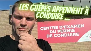 Miniature : Les guêpes envahissent le centre d'examen du permis de conduire