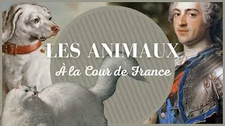 Miniature : LES ANIMAUX À LA COUR DE FRANCE ! ⚜