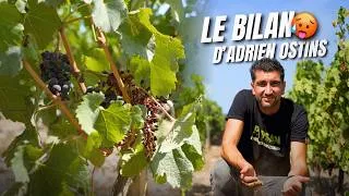 Miniature : LE STRESS AVANT LES VENDANGES
