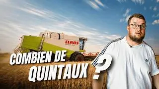 Miniature : MOISSON : Quel rendement avec la canicule chez Benjamin ?