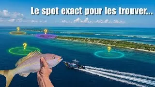 Miniature : Pêchez et cuisinez un énorme vivaneau jaune dans les Keys de Floride – du bateau à l’assiette !