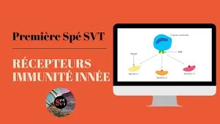 Miniature : BAC Spé SVT 1ère 🦠 IMMUNITÉ : Récepteur PRR réponse innée