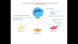 Miniature : BAC Spé SVT 1ère 🦠 IMMUNITÉ : Schéma reconnaissance réponse innée