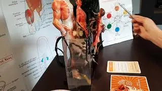Miniature : Vidéo 3/3 rééquilibrage énergétique en MTC SHOU-ZU spécial éclipse solaire, Mercure rétrograde...