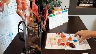 Miniature : Vidéo 2/2 manifestations émotionnelles au travers de l'essence et du reflet en MTC SHOU-ZU