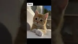 Miniature : Nos compagnons  de tous les jours.😻💞