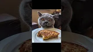 Miniature : Des moments précieux avec les chats.