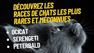 Miniature : Découvrez les races de chats les plus rares et méconnues