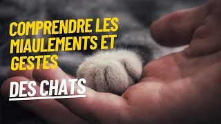 Miniature : Décryptage du langage des chats : Comprendre leurs Miaulements et Gestes