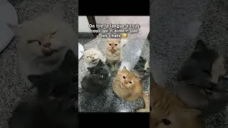 Miniature : La compagnie des chats donne vie et envie