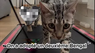 Miniature : Un deuxième Bengal à la maison… 😱🐱