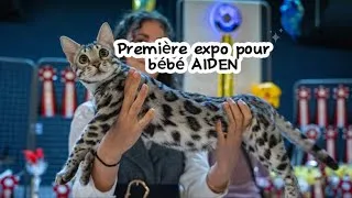 Miniature : Dans les coulisses d’une exposition féline 🐾