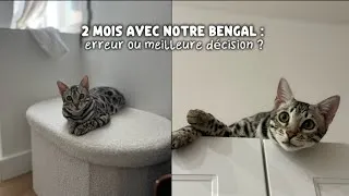 Miniature : ADOPTER UN BENGAL : ÇA VAUT LE COUP ? 