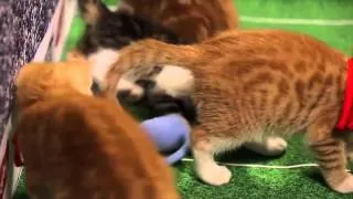 Miniature : La Coupe du monde des chatons !