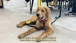 Miniature : Soutenir l’accueil d’un futur chien guide : une aventure qui reflète l'engagement inclusif de SQLI