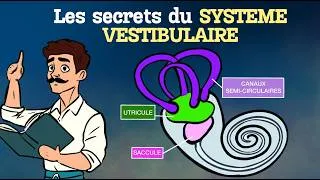 Miniature : Les secrets du système vestibulaire