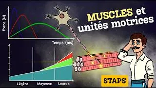 Miniature : Muscles et unités motrices : les secrets de la force