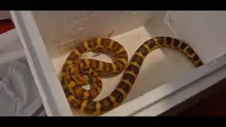 Miniature : on nourrit la pantherophis guttatus scaleless cacao , serpent docile =) et sunkiss la lampropeltis