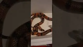 Miniature : on nourrit le serpent lampropeltis