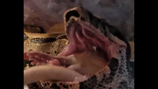 Miniature : mon boa constrictor flamie