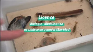 Miniature : Présentation de la licence bi-disciplinaire Biologie - Modélisation et Analyse de Données (Bio-MAD)
