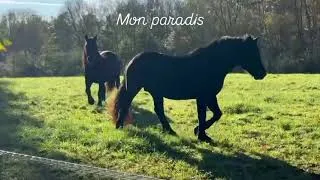 Miniature : Ma passion mes chevaux